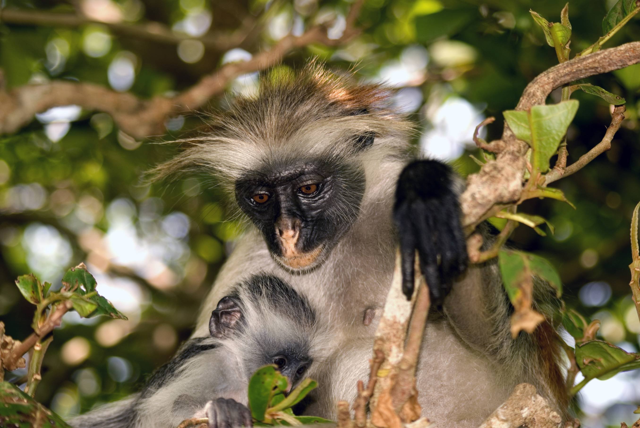 Culture et détente à Zanzibar - Observation des singes - Observation des singes