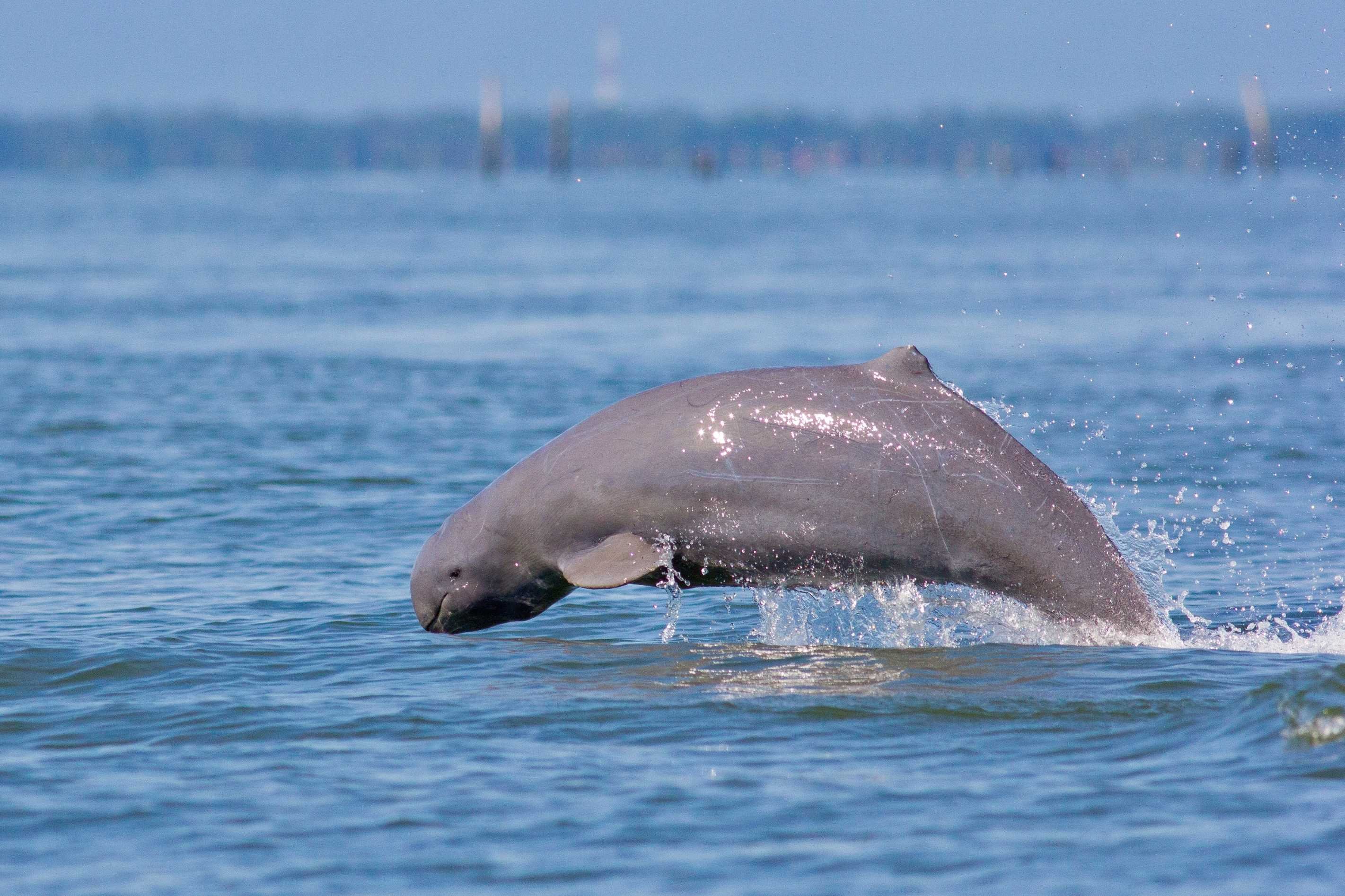 Immersion au cœur du Cambodge - À la rencontre des dauphins et de la région - À la rencontre des dauphins et de la région