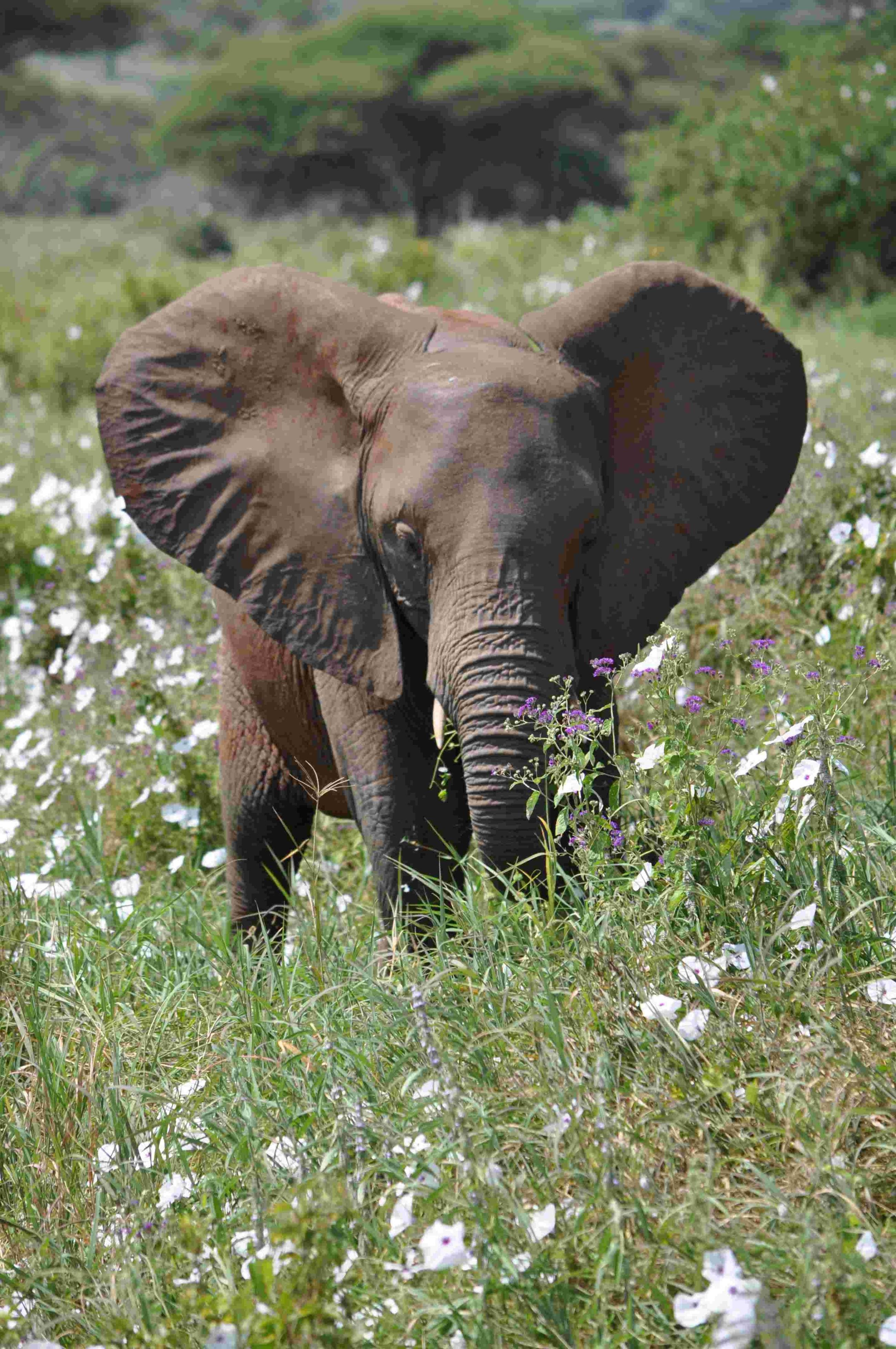 BIG FIVE - Tarangire National Park - Tarangire National Park