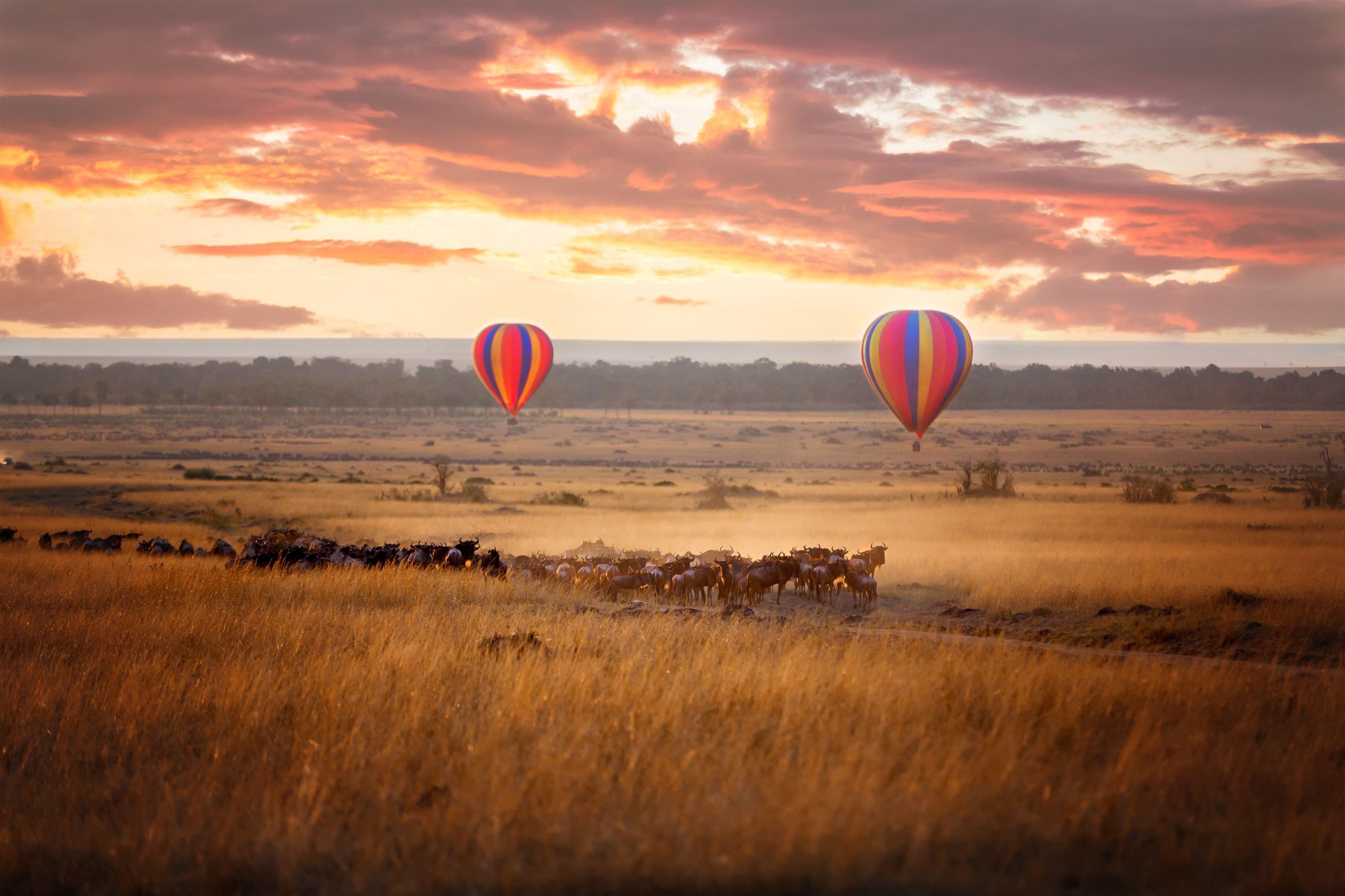 6 jours de merveilleux safari en groupe au Kenya : Masai Mara NR, Lake Nakuru NP, Amboseli NP - Journée complète à la découverte de la réserve nationale du Masai Mara. - Journée complète à la découverte de la réserve nationale du Masai Mara