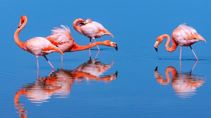 Galápagos y Machu Picchu - Baltra, Isabela - Photo du jour