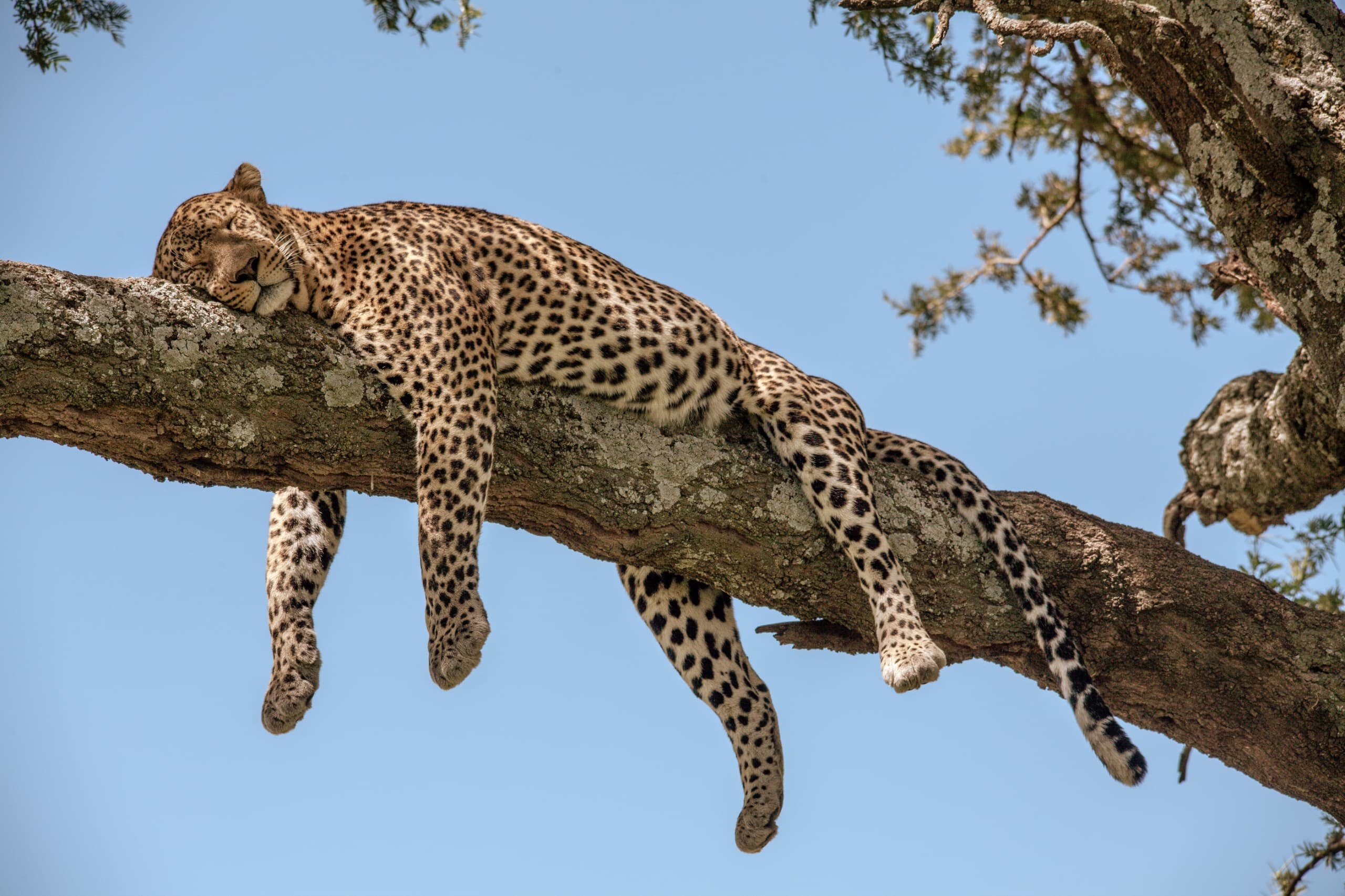 Escapade de lune de miel de luxe : Safari de 5 jours - Ngorongoro à Arusha - Fin du voyage - Photo du jour