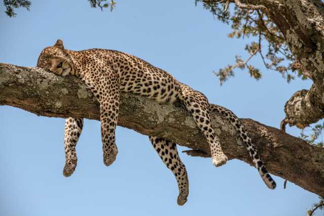 Escapade de lune de miel de luxe : Safari de 5 jours