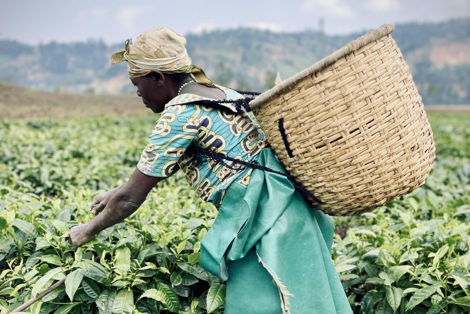 8-tägiger Congo-Nile-Trail - 2. Tag auf dem Congo Nile Trail, dann weiter nach Musanze über die Pfunda-Teefabrik - Tagesfoto