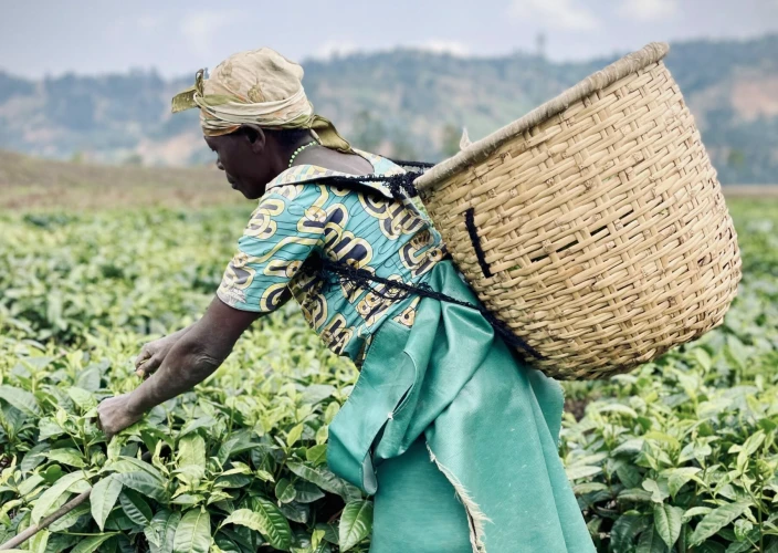 Sentier Congo-Nil de 8 jours - 2e jour sur le Congo Nile Trail, puis continuer vers Musanze via la Pfunda Tea Factory - Photo du jour