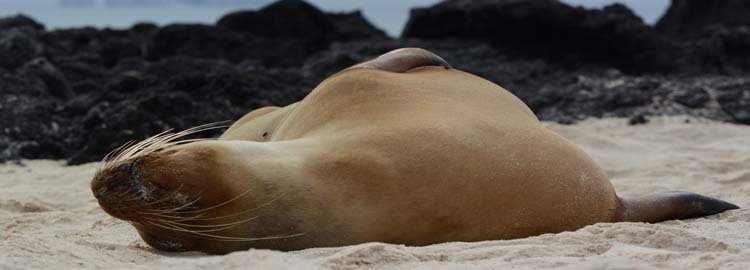 De Galápagos met het gezin - Een slapende leeuw midden op zee... - Un Lion Endormi en pleine mer...