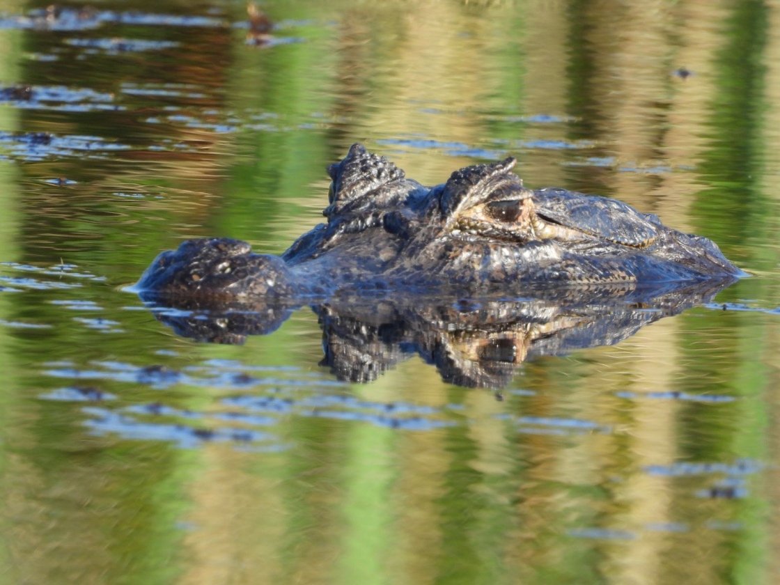 De onontdekte wonderen van het noordoosten van Argentinië - Esteros del Iberá - Esteros del Iberá