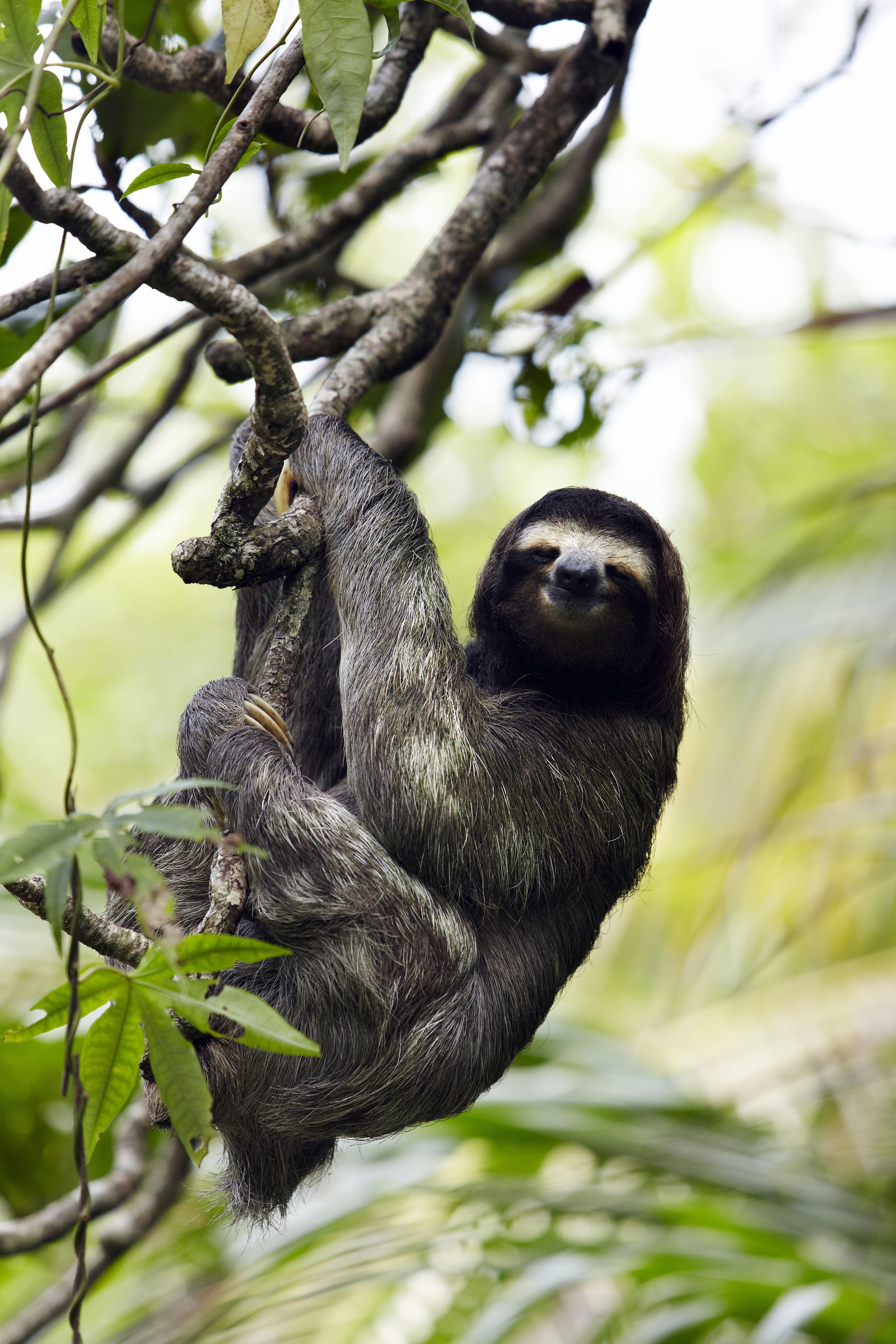 Descubrimiento del verdadero Costa Rica, orientado hacia la tierra y la agricultura. - Puerto Viejo de Talamanca y el Parque Nacional Cahuita - Puerto Viejo de Talamanca et le Parc National Cahuita