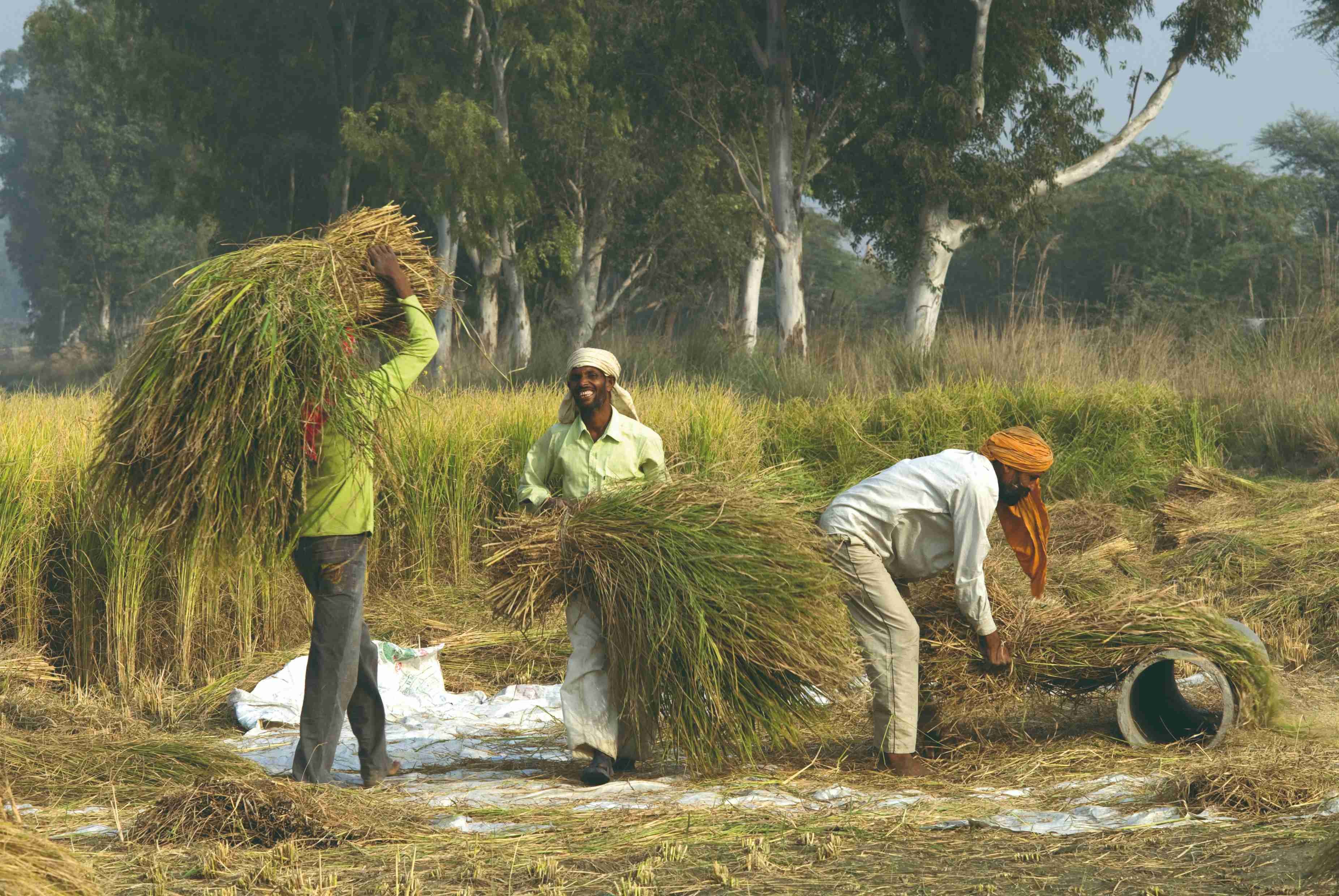 Rajasthan in 30 dagen - Raola Khera - Raola Khera