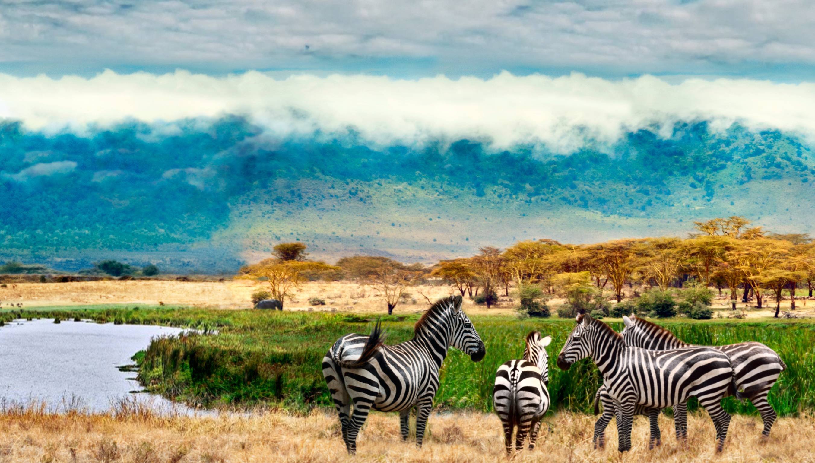 Safari animalier et expérience locale - Visite du cratère de Ngorongoro - Visite Du Cratère De Ngorongoro