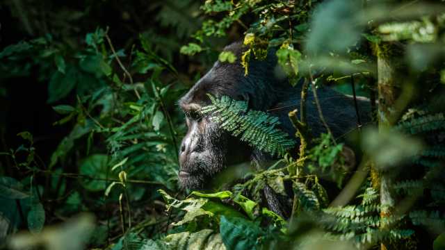4-day gorilla trekking tour in Mt. Mgahinga National Park, Uganda
