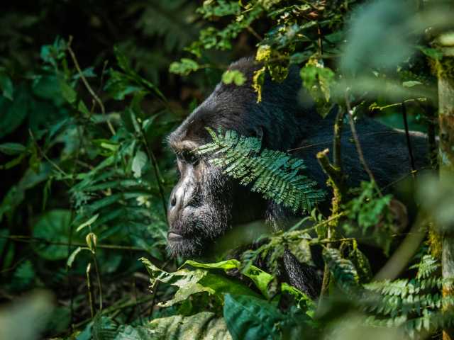 Circuit de 4 jours de trekking avec les gorilles dans le parc national du Mont Mgahinga, Ouganda