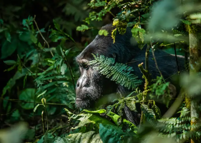 4-day gorilla trekking tour in Mt. Mgahinga National Park, Uganda - Arrival in Entebbe & Transfer to Mgahinga National Park - Photo of the day