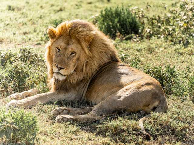 14 Dagen Safari & Strand: De Tanzania Huwelijksreis Ontsnapping