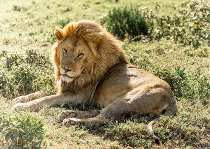 14 Dias de Safari & Praia: A Fuga de Lua de Mel na Tanzânia - Voo para o Serengeti Central - Foto do dia