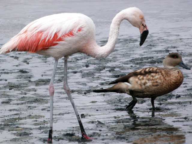 An den Grenzen des Altiplano