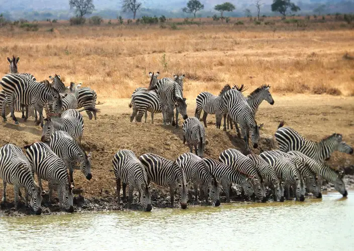 Safari en tierras olvidadas - Dar-es-Salaam - Parque Nacional de Mikumi - Zèbres au parc national de Mikumi