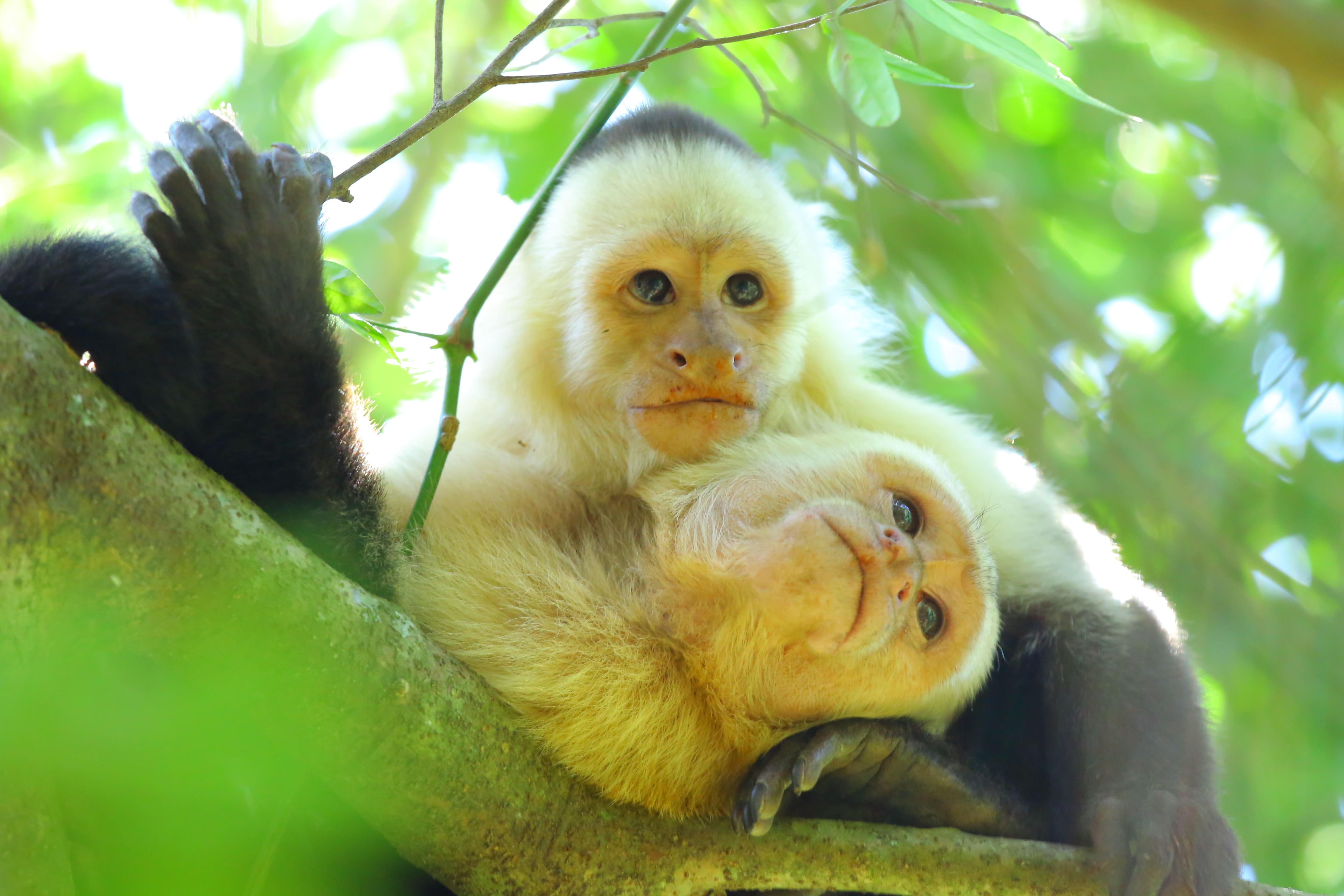 L'essentiel du Costa Rica - Corcovado, le trésor du Costa Rica - Corcovado, le trésor du Costa Rica