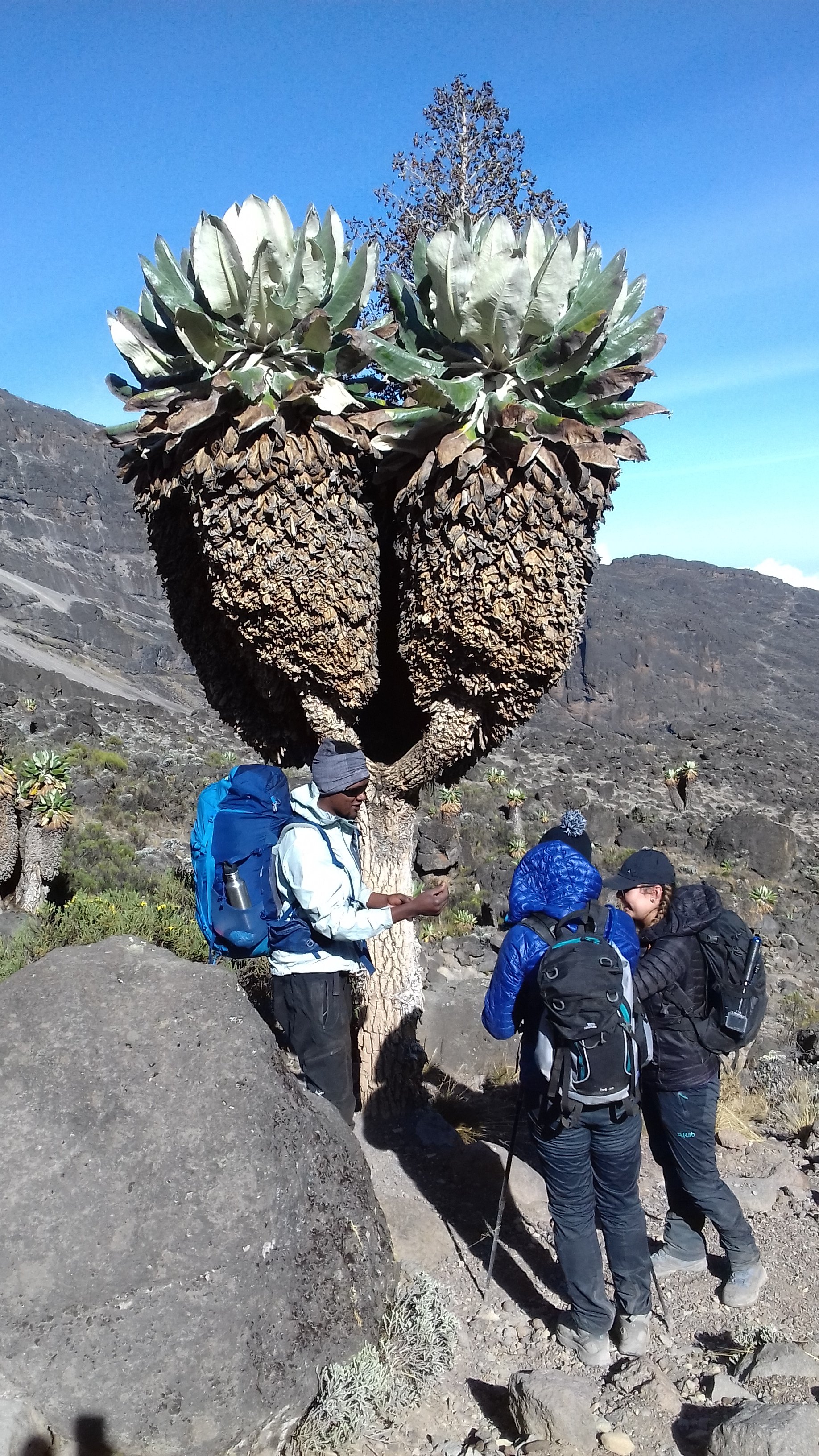8 Days Mount Kilimanjaro Climb – The Scenic Machame Route - Millennium Camp – Mweka Gate – Moshi Town - FB - Photo of the day