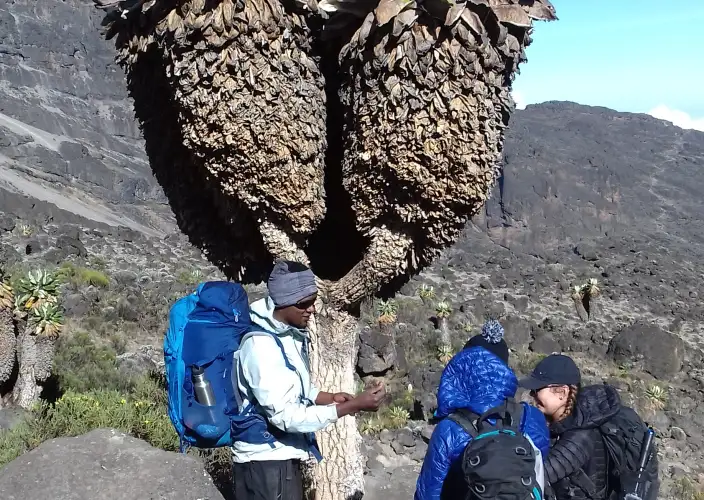 8 Days Mount Kilimanjaro Climb – The Scenic Machame Route - Millennium Camp – Mweka Gate – Moshi Town - FB - Photo of the day