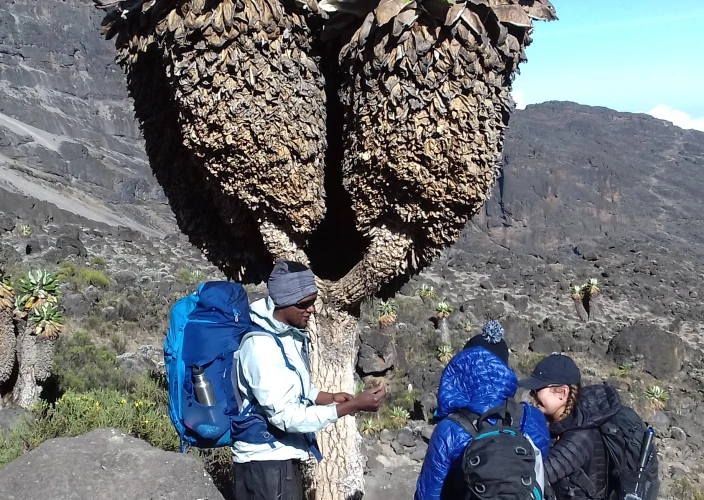 8 Days Mount Kilimanjaro Climb – The Scenic Machame Route - Millennium Camp – Mweka Gate – Moshi Town - FB - Photo of the day
