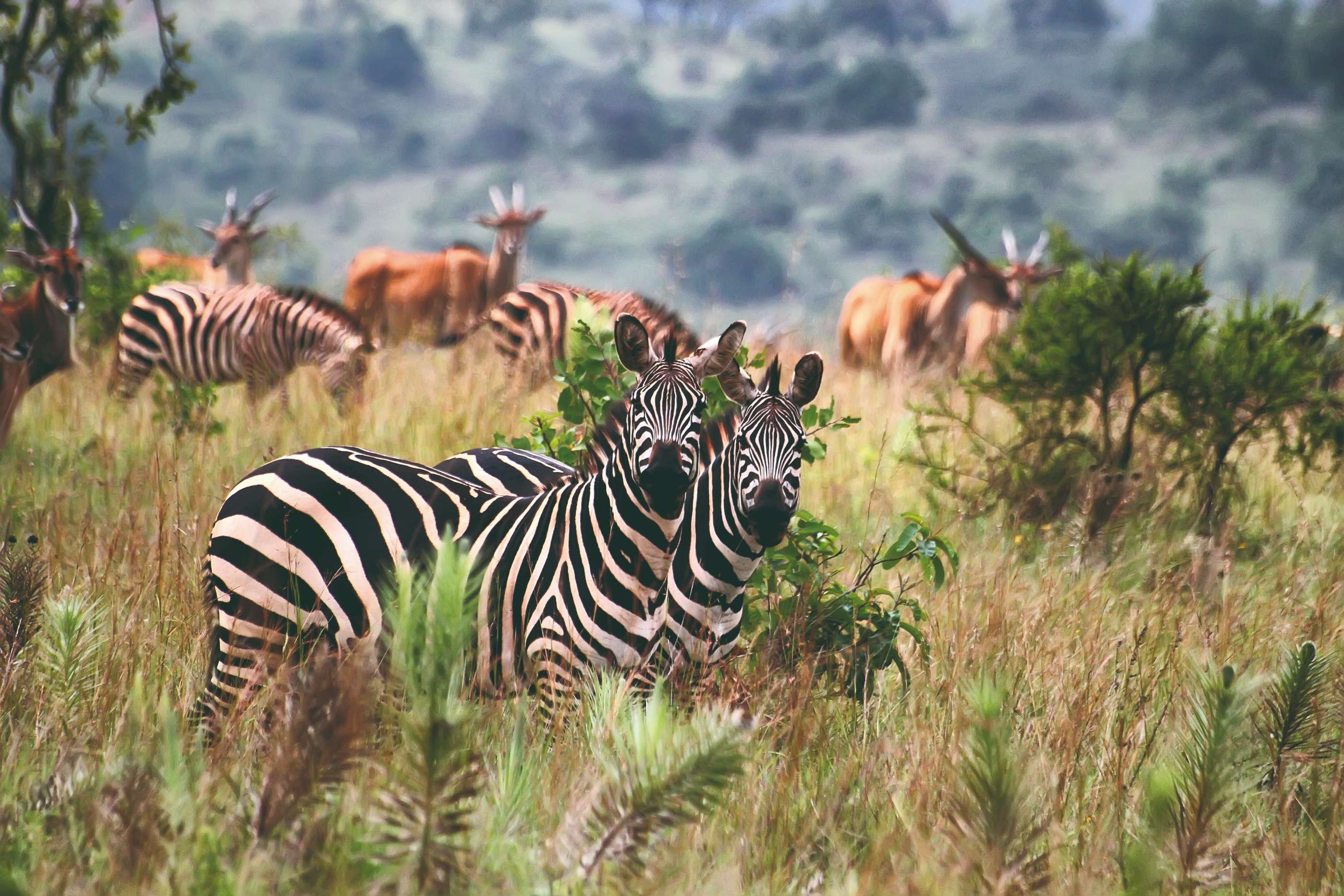 14-day adventure trip: discover Rwanda. - Transfer to Akagera National Park from Kigali. - Transfert au parc national de l'Akagera depuis Kigali