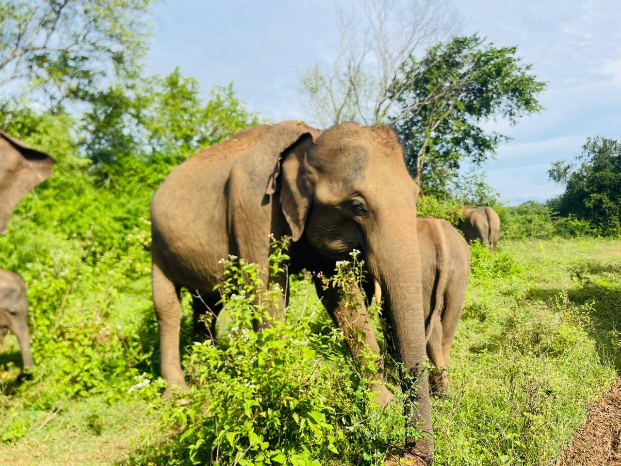 Encuentros insólitos en el país del oro verde - Dirección de la vida silvestre de Sri Lanka - Foto del día