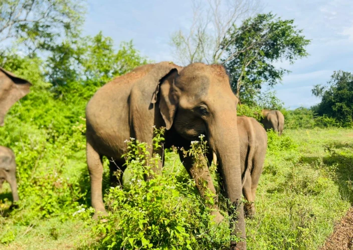 Rencontres insolites au pays de l’or vert - Direction de la vie sauvage du Sri Lanka - Photo du jour