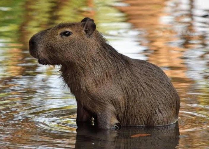Bolivia Amazon Adventure (ATCH 3000) - Pampas - Photo of the day