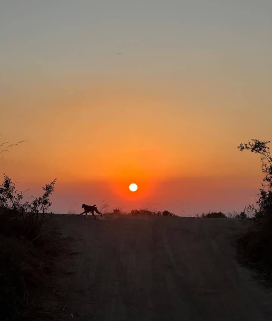 Safari à Mikumi en 2 jours — En train et par la route - Safari dans le parc Mikumi | Morogoro | Retour à Dar es Salaam - Photo du jour