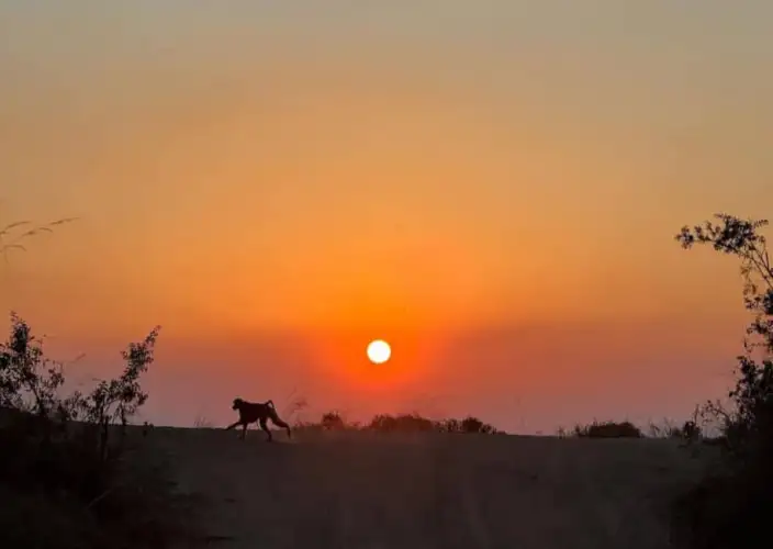 Safari à Mikumi en 2 jours — En train et par la route - Safari dans le parc Mikumi | Morogoro | Retour à Dar es Salaam - Photo du jour