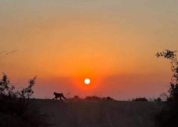Safari à Mikumi en 2 jours — En train et par la route - Safari dans le parc Mikumi | Morogoro | Retour à Dar es Salaam - Photo du jour