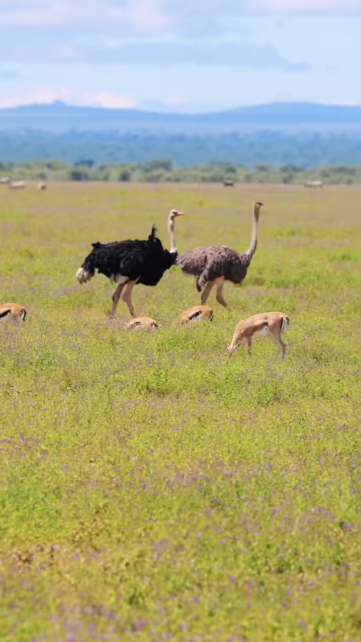 Remarkable Tanzania Safari Adventure - Karatu to Ngorongoro Conservation Area - Photo of the day