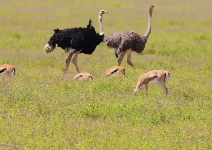 Remarkable Tanzania Safari Adventure - Karatu to Ngorongoro Conservation Area - Photo of the day