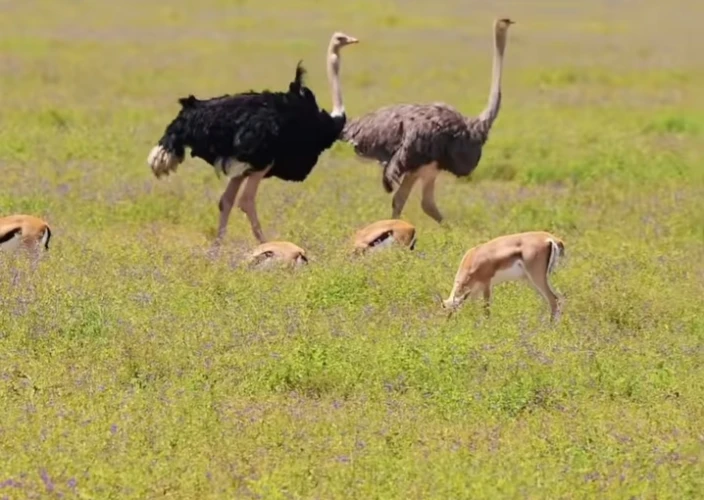 Opmerkelijk Tanzania Safari Avontuur - Karatu naar Ngorongoro Conservation Area - Foto van de dag