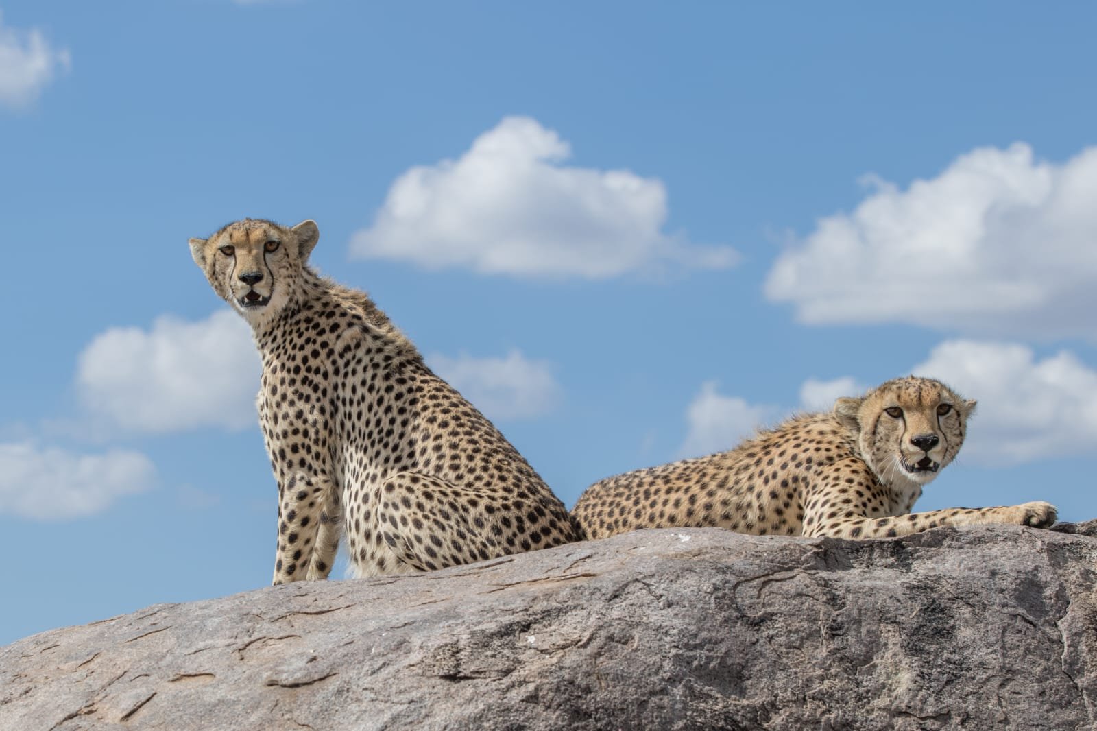 7 Days Tanzania Big Five Safari - Serengeti National Park - FB - Foto del día