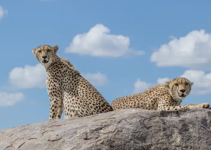 7 Tage Tansania Big Five Safari - Serengeti-Nationalpark - FB - Photo of the day