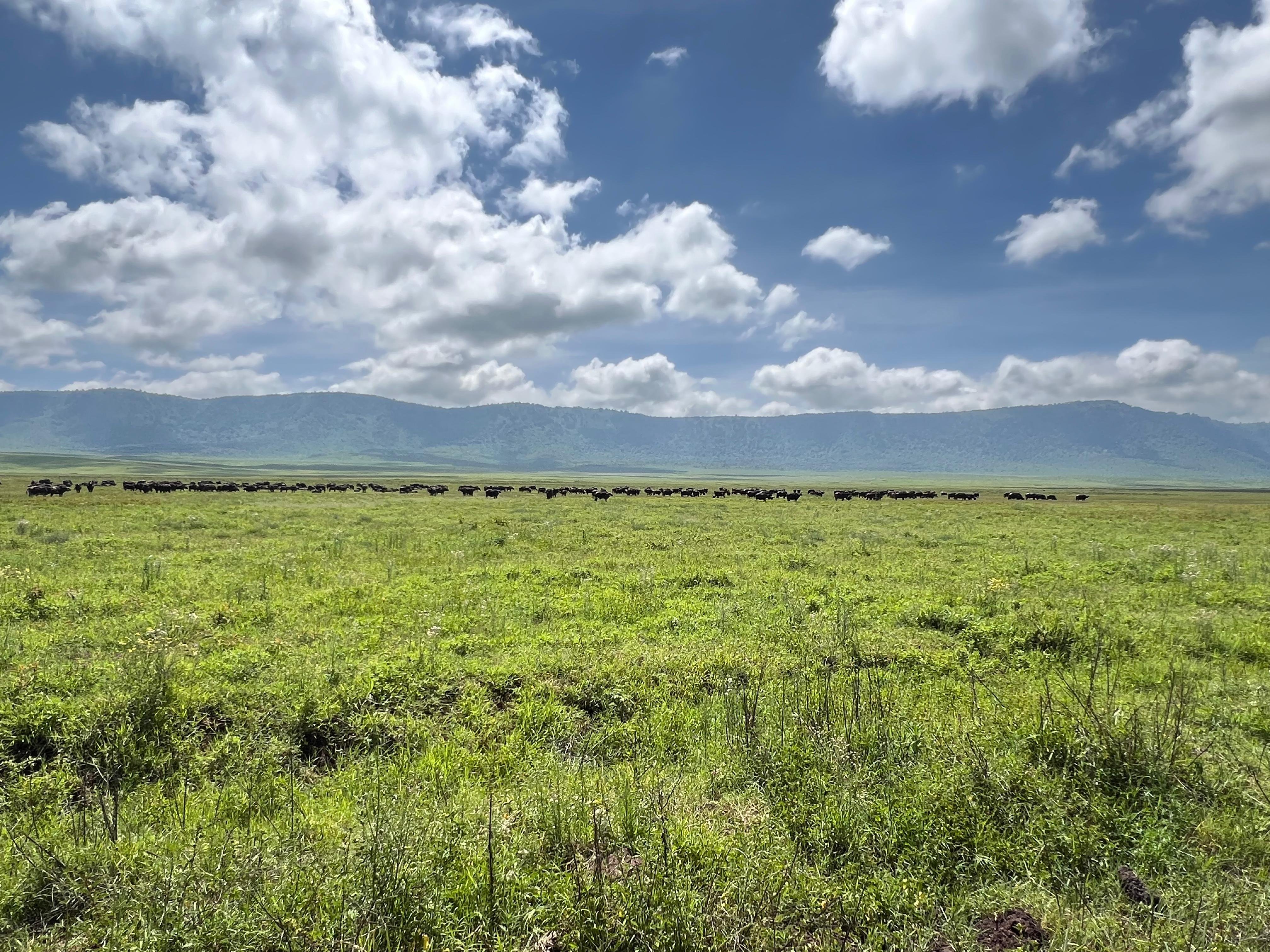 The Classic Northern Circuit Safari Experience - Namanga Border – Arusha – Tarangire - Photo of the day