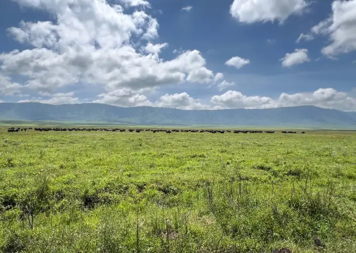 The Classic Northern Circuit Safari Experience - Namanga Border – Arusha – Tarangire - Photo of the day