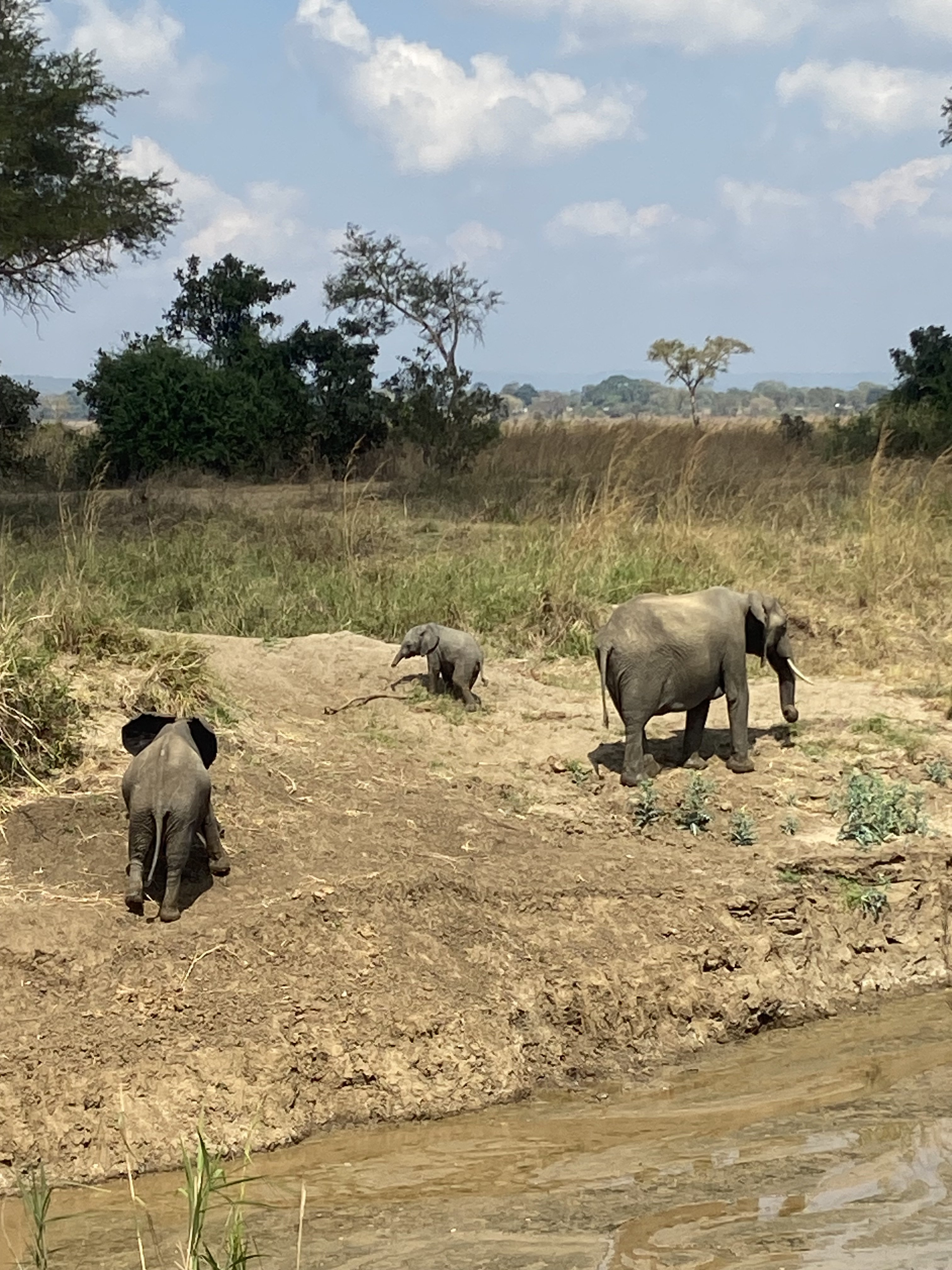 13 días en Tanzania y Zanzíbar con excelente relación calidad-precio - Safari en Tarangire - Photo of the day