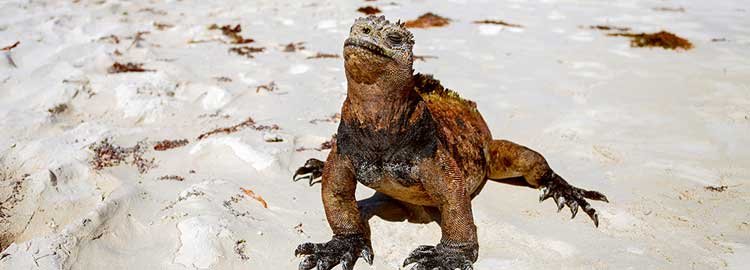 Sur les traces de Charles Darwin aux Galápagos - Journée sur l'île d'Isabela - Journée sur l'île d'Isabela