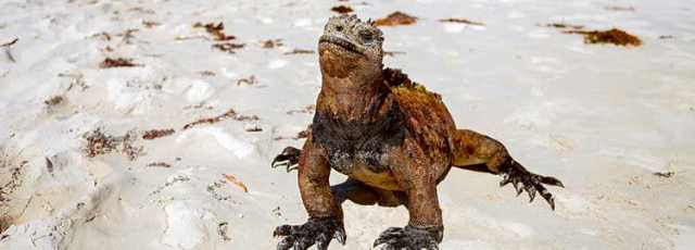 In the footsteps of Charles Darwin in the Galápagos