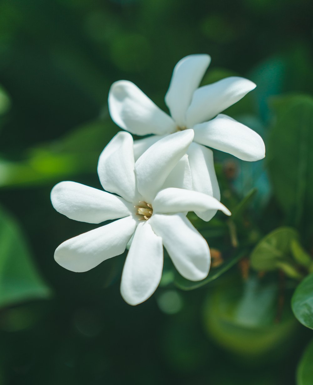 Live like Polynesians - Bora Bora - Photo of the day