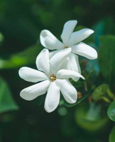 Live like Polynesians