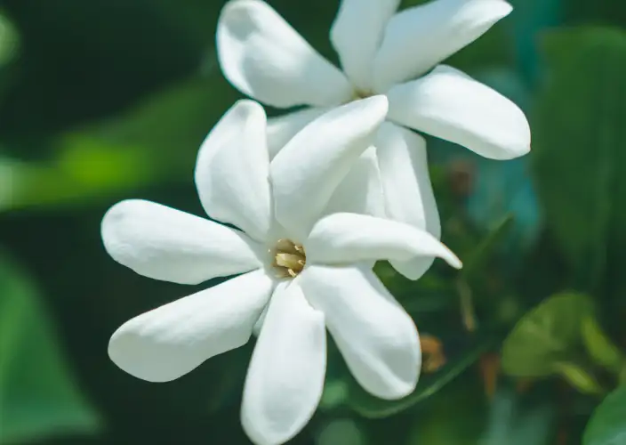 Live like Polynesians - Bora Bora - Photo of the day