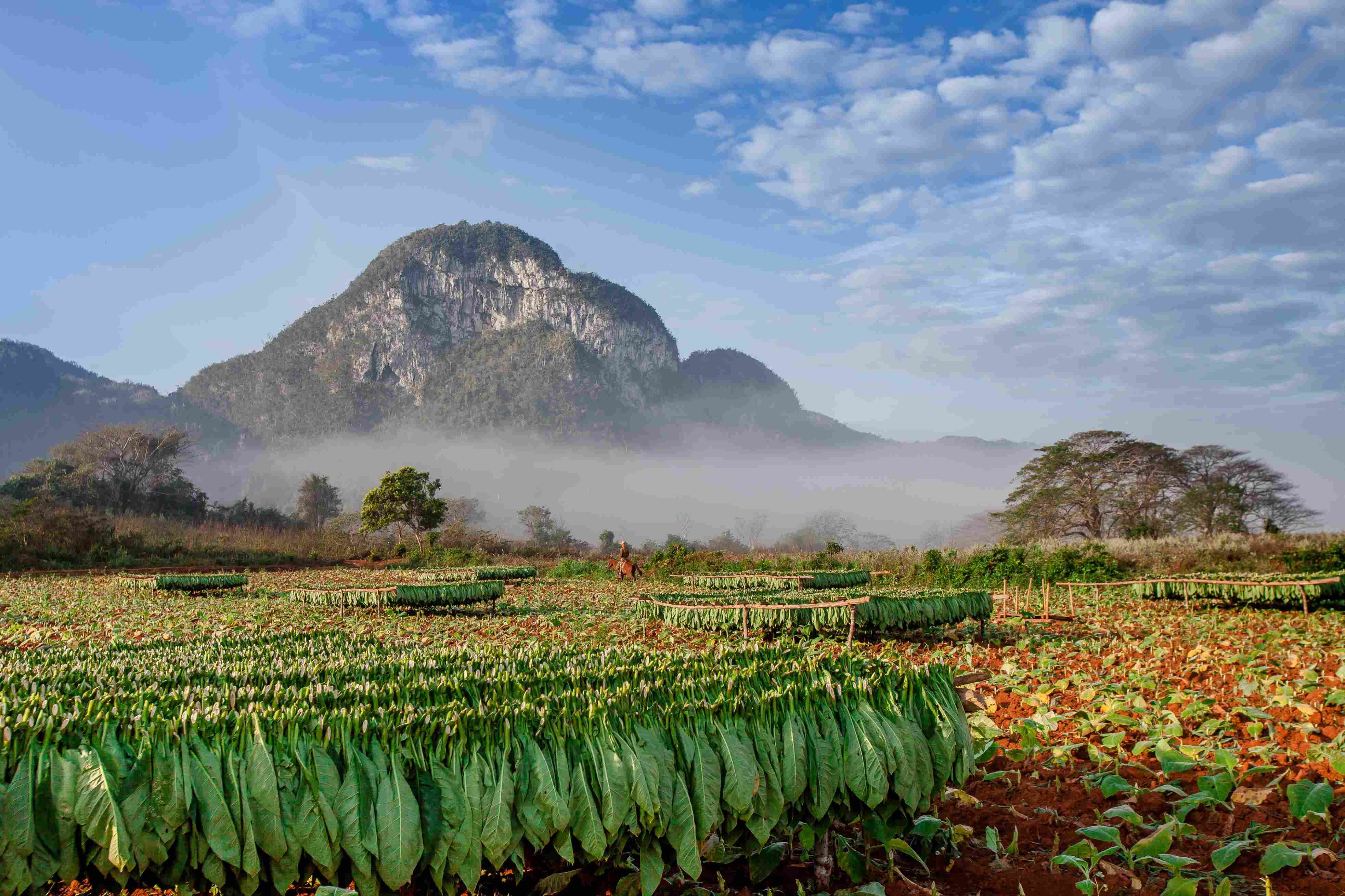 Kuba, Entdeckung mit dem Mietwagen - Viñales, Tabakregion - Vinales, région du tabac