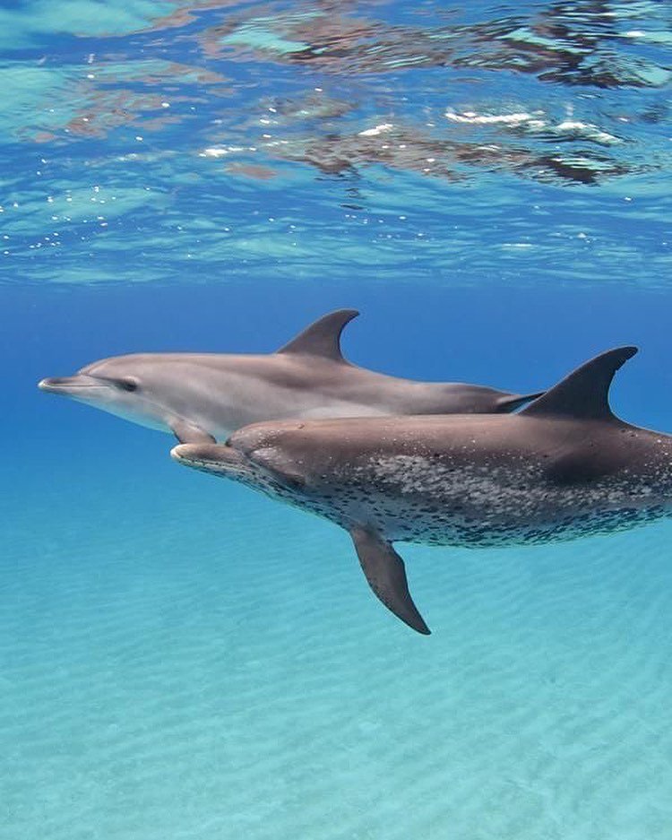 O circuito de Yucatán ☀️ - Encontro com os golfinhos & a cidade de Campeche - Foto do dia