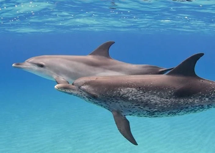 O circuito de Yucatán ☀️ - Encontro com os golfinhos & a cidade de Campeche - Foto do dia