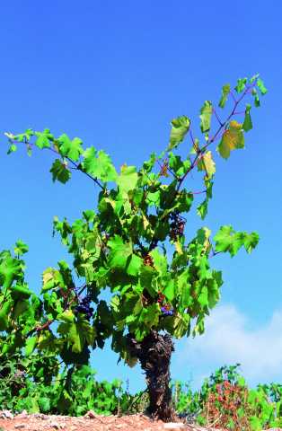 De ontdekking van Larnaca en zijn omgeving