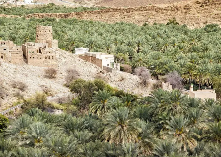 Esploratore dell'Oman in 6 giorni: Dalle sabbie del deserto alle vette montuose - Avventura ad Al Hamra, Birkat Al Mauz e Wahiba Sands 🏞️🏜️🐪 - Foto del giorno